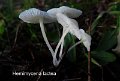 Hemimycena lactea-amf1317